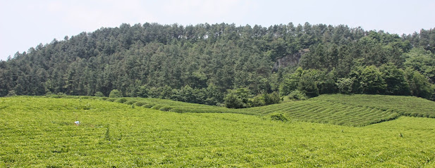 Two Hills Tea Limited