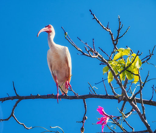 Museum «Mound House», reviews and photos, 451 Connecticut St, Fort Myers Beach, FL 33931, USA