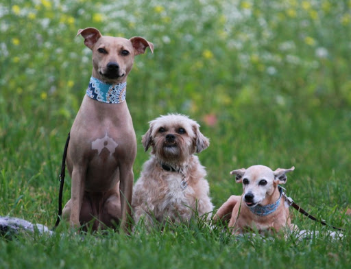 Dr.med.vet. Bernhard Janetzko veterinarian unter Garrel, 