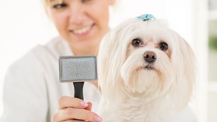 Wags & Woofs Dog Grooming Service