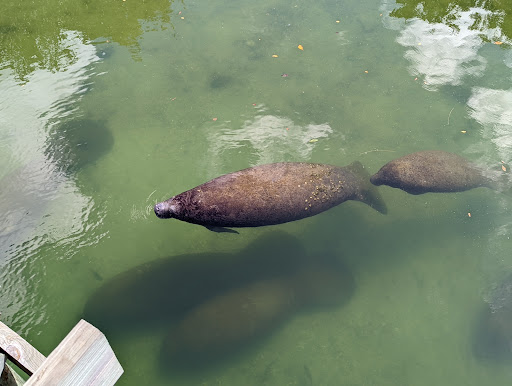 Nature Preserve «Manatee Viewing Center», reviews and photos, 6990 Dickman Rd, Apollo Beach, FL 33572, USA