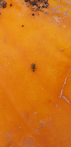 Produce Market «Solly Brothers», reviews and photos, 707 Almshouse Rd, Warminster, PA 18974, USA