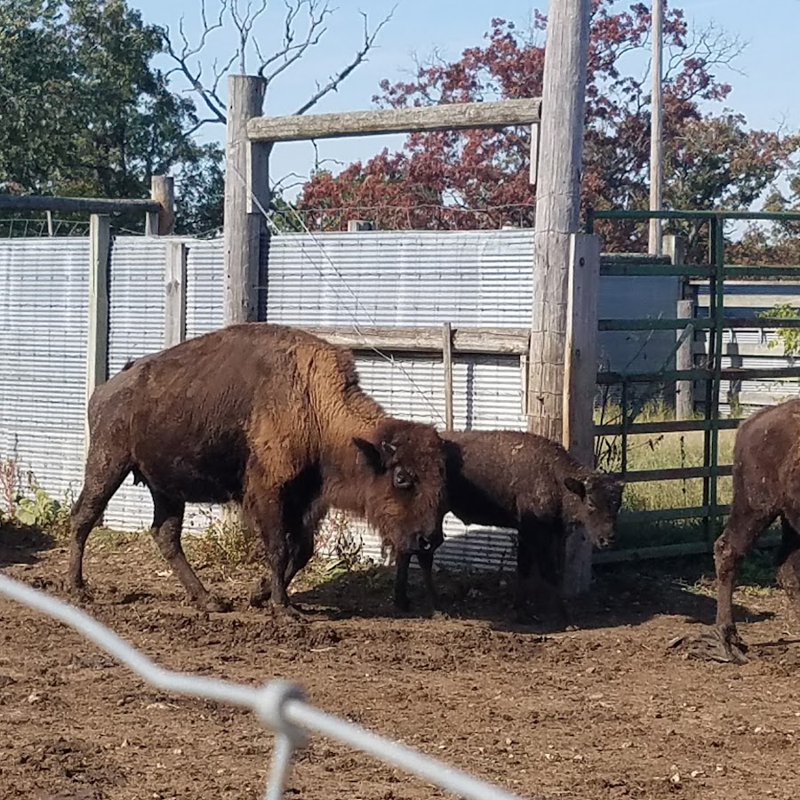 Lester's Bison Farm