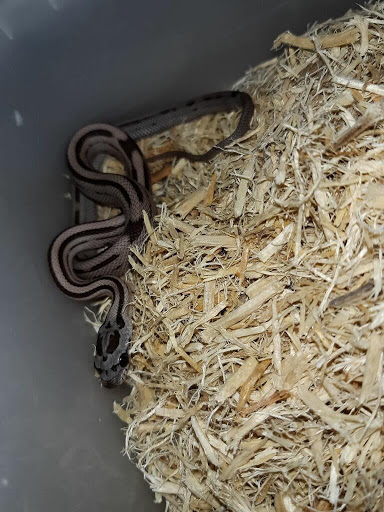 Pet Store «Animal Island Pet Shop», reviews and photos, 14411 S Cicero Ave, Midlothian, IL 60445, USA