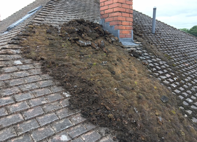 Reviews of Wrexham Weed Control & Roof Cleaning in Wrexham - Landscaper