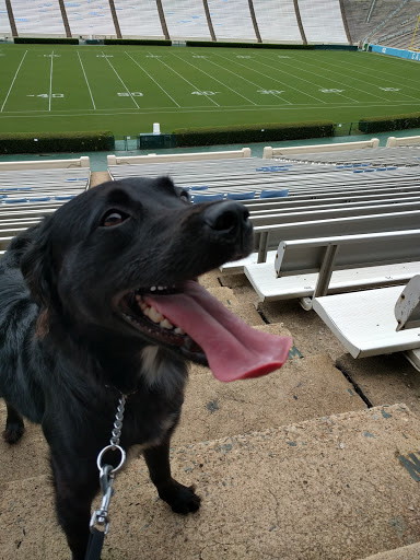 Stadium «Kenan Memorial Stadium», reviews and photos, Stadium Dr, Chapel Hill, NC 27514, USA