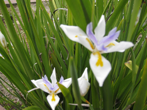 Park «Castro Valley Community Park», reviews and photos, Quail Ave, Castro Valley, CA 94546, USA