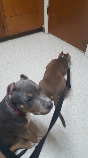 Animal Hospital «Animal Medical Corpus Christi», reviews and photos, 6822 Everhart Rd, Corpus Christi, TX 78413, USA