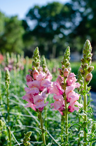 Florist «Harriets Flowers», reviews and photos, 226 College Ave W, Ruskin, FL 33570, USA