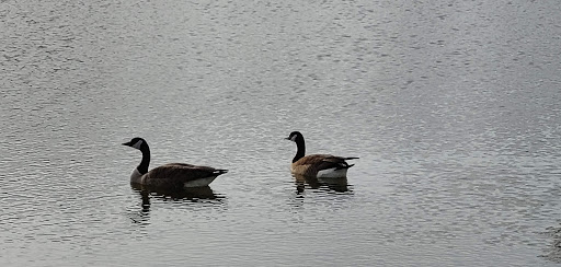 Golf Course «Riverchase Golf Course», reviews and photos, 700 Riverchase Dr, Coppell, TX 75019, USA