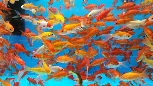 Pet Supply Store «PetSmart», reviews and photos, 421 Commerce Dr, Victor, NY 14564, USA