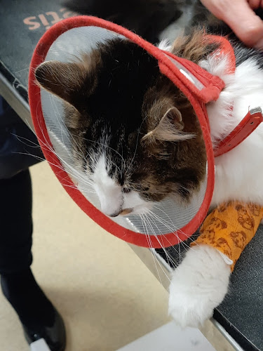 Comentarii opinii despre Przychodnia weterynaryjna - Andrzej Jarzębowski