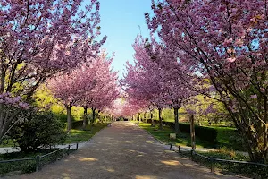 Kirschblütenallee Romberg Park image