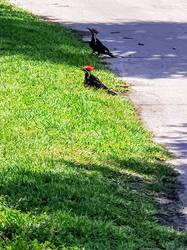 Golf Course «Baytree National Golf Links», reviews and photos, 8207 National Dr, Melbourne, FL 32940, USA