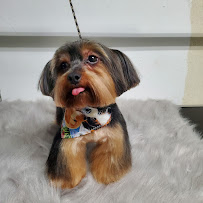 Caribbean Grooming and Pet Care - Photo 1 - Car repair in , Bayamón