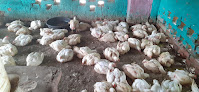 New Bokaro Chicken Center