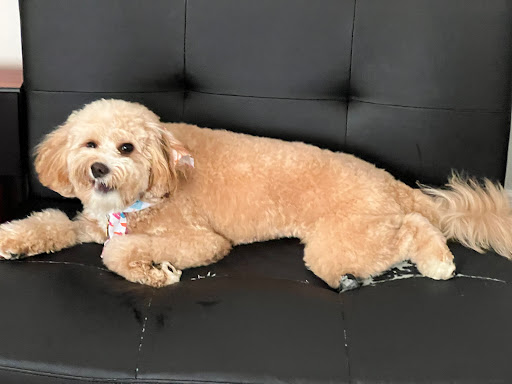 Pet Supply Store «PetSmart», reviews and photos, 128 Bailey Farm Rd, Monroe, NY 10950, USA