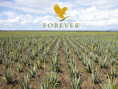 Patricia Aloe Vera Objat Corrèze à Objat