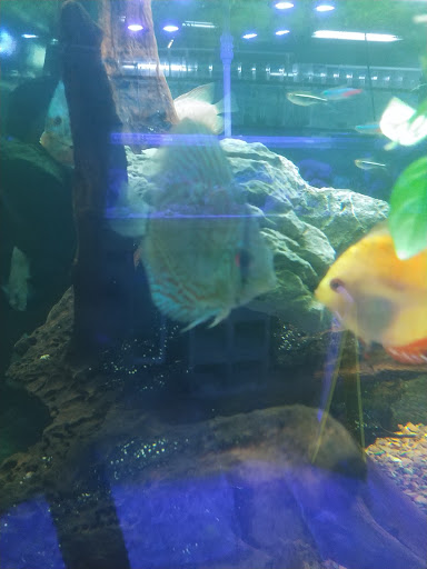 Tropical Fish Store «The Fish Store», reviews and photos, 2050 Chamblee Tucker Rd, Chamblee, GA 30341, USA