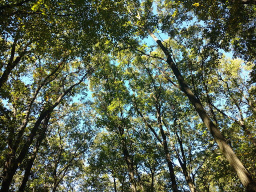 Nature Preserve «Boyd Big Tree Preserve Conservation Area», reviews and photos, Fishing Creek Valley Rd, Harrisburg, PA 17112, USA