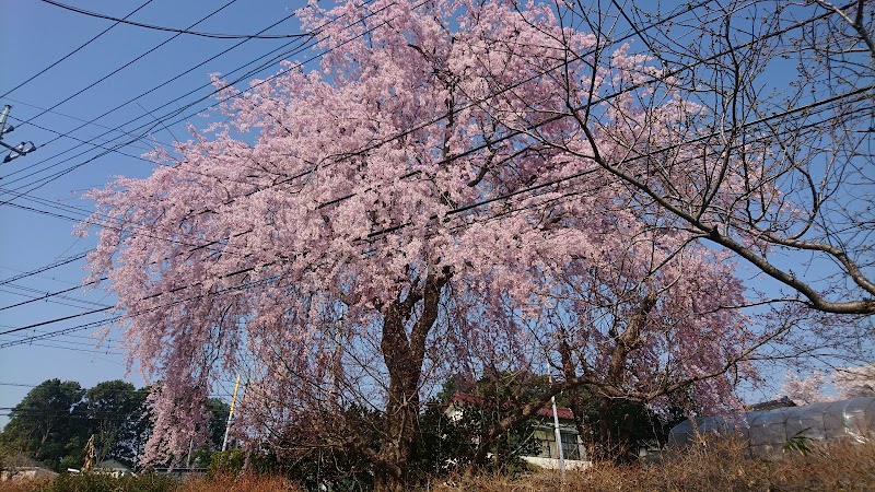 聖学院大学 グラウンド