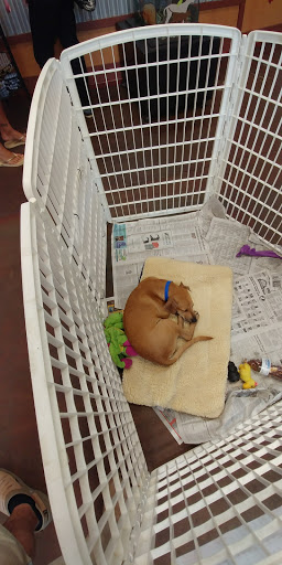 Animal Protection Organization «Charleston Animal Society», reviews and photos