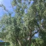 Photo n°5 de l'avis de Ivan.o fait le 06/06/2023 à 21:53 sur le  RIVIERA DEL SOLE à Piraino