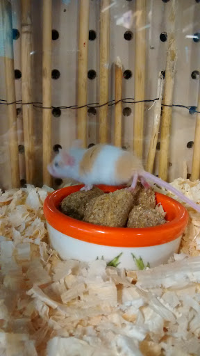 Tropical Fish Store «Magic Isle Aquarium», reviews and photos, 2350 Middle County Road​, Centereach, NY 11720, USA