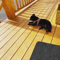 Rachel’s Pet Care - Photo 1 - Car repair in , Lakewood