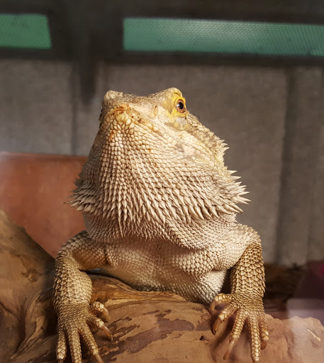 Zoo «North Georgia Zoo & Farm», reviews and photos, 2912 Paradise Valley Rd, Cleveland, GA 30528, USA