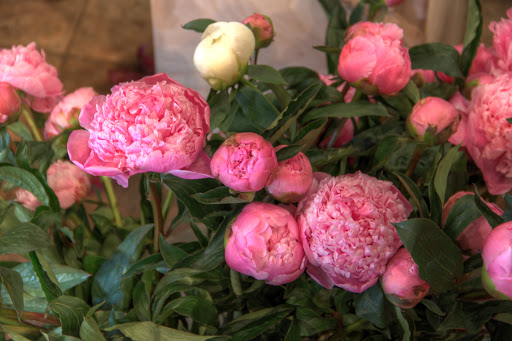 Florist «Allan Woods Flowers», reviews and photos, 2645 Connecticut Ave NW, Washington, DC 20008, USA