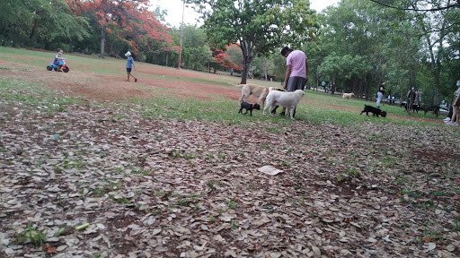 Dogs Training Field