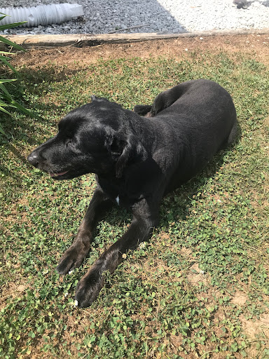 Pet Groomer «Premier Loving Care», reviews and photos, 48 E Washington St, Shelbyville, IN 46176, USA