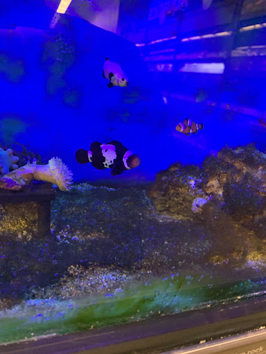 Pet Supply Store «Petco Animal Supplies», reviews and photos, 13741 S Tamiami Trail #2, Fort Myers, FL 33912, USA