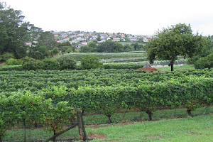 Babich Wines New Zealand
