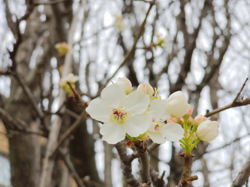 Park «Burnet Woods», reviews and photos, 3251 Brookline Ave, Cincinnati, OH 45220, USA