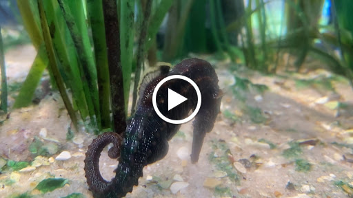 Aquarium «St. Augustine Aquarium», reviews and photos, 2045 FL-16, St Augustine, FL 32084, USA