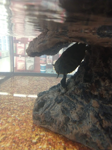 Pet Supply Store «Petco Animal Supplies», reviews and photos, 2765 Papermill Rd G-1, Reading, PA 19610, USA