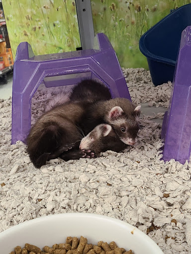 Pet Supply Store «Petco Animal Supplies», reviews and photos, 3246 N John Young Pkwy, Kissimmee, FL 34741, USA