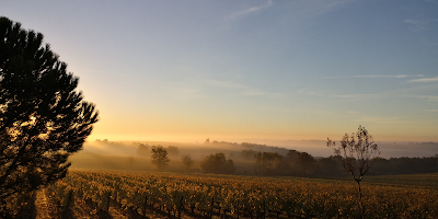 Domaine des Forges - Vignoble Branchereau à Val-du-Layon