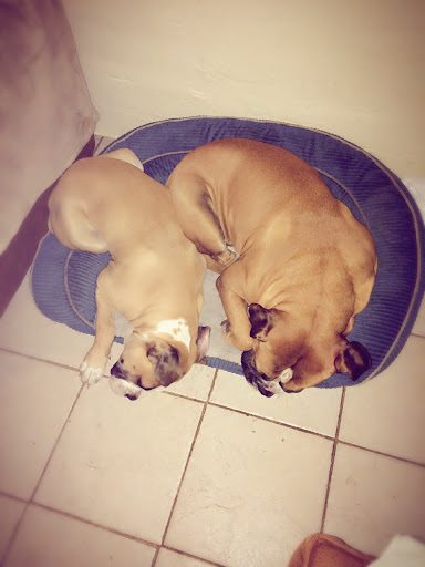 Pet Supply Store «Pet Supermarket, Inc.», reviews and photos, 380 E Michigan St, Orlando, FL 32806, USA