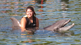 Orlando Swim with Dolphin Tickets and Tours