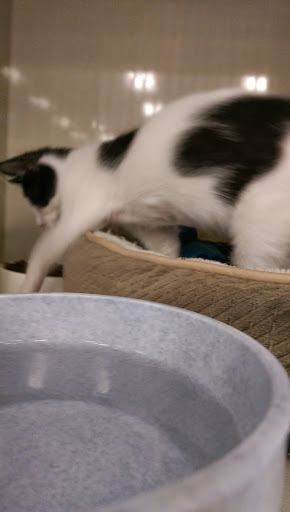 Pet Supply Store «Petco Animal Supplies», reviews and photos, 1100 Middle Country Rd, Selden, NY 11784, USA