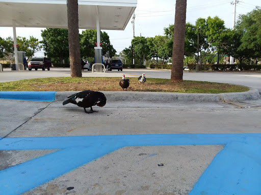 Convenience Store «7-Eleven», reviews and photos, 1690 SE Walton Rd, Port St Lucie, FL 34952, USA