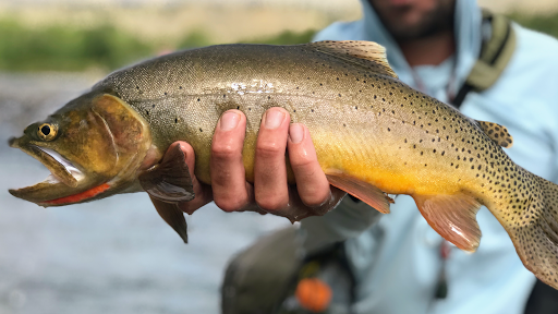 Yellowstone Fly Fishing Co.