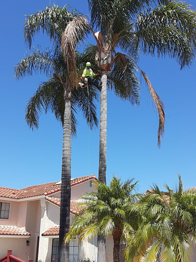 Tapia Tree Services