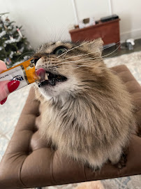 Nashville Kitty Sitter - Photo 4 - Car repair in Nashville, TN, Nashville