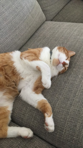 Pet Supply Store «Petco Animal Supplies», reviews and photos, 3165 Alpine Ave NW g, Walker, MI 49544, USA