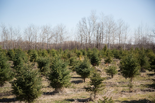 Country Pines Tree Farm