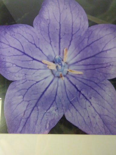 Water Park «Soaring Eagle Waterpark and Hotel», reviews and photos, 5665 E Pickard Rd, Mt Pleasant, MI 48858, USA